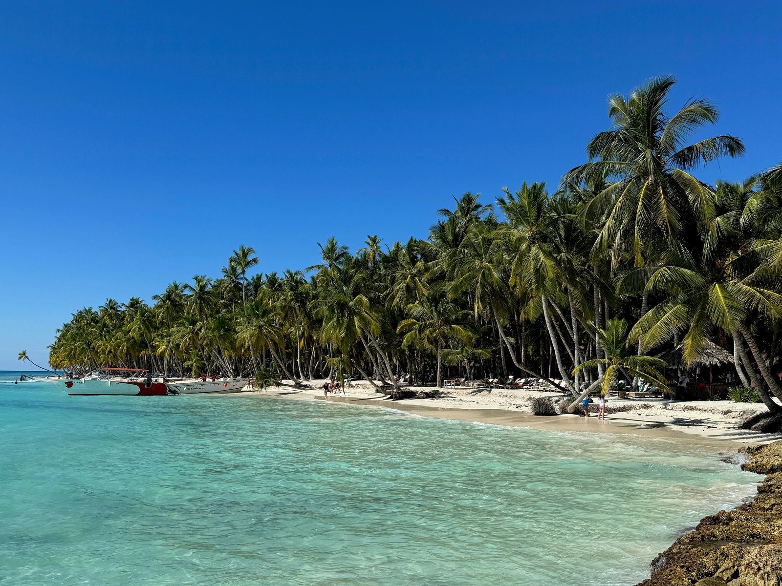 Isla Saona: palms over the beach