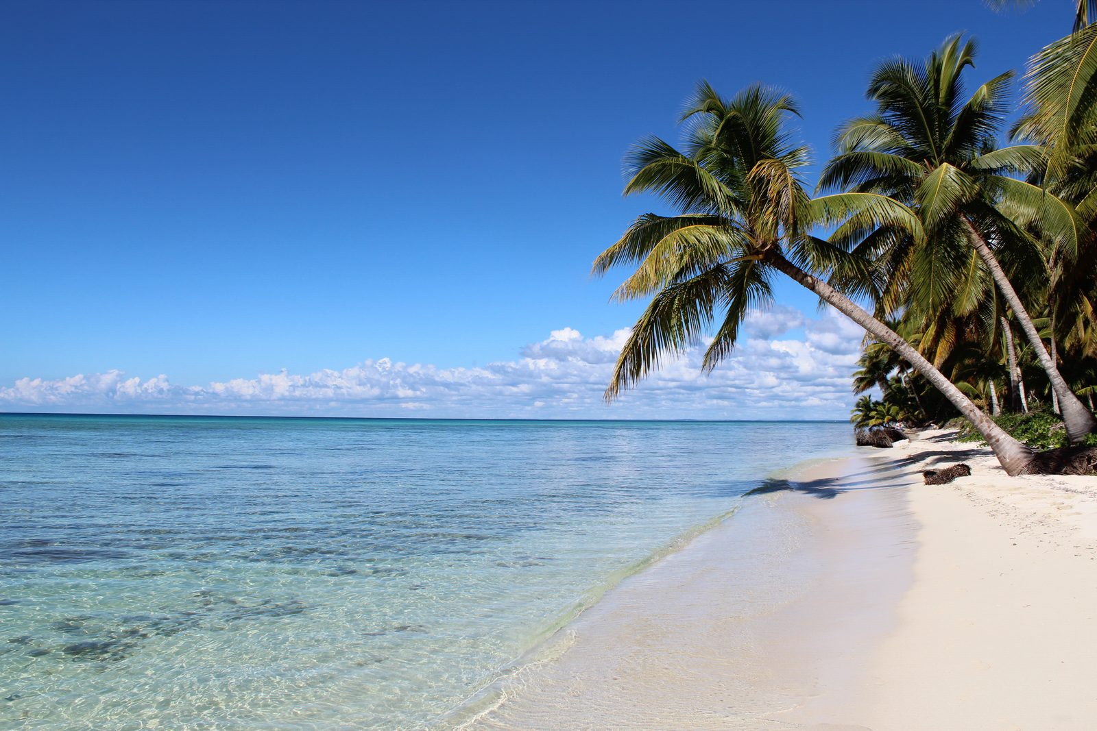 Isla Saona: a palm leaning over the white sand and the sea